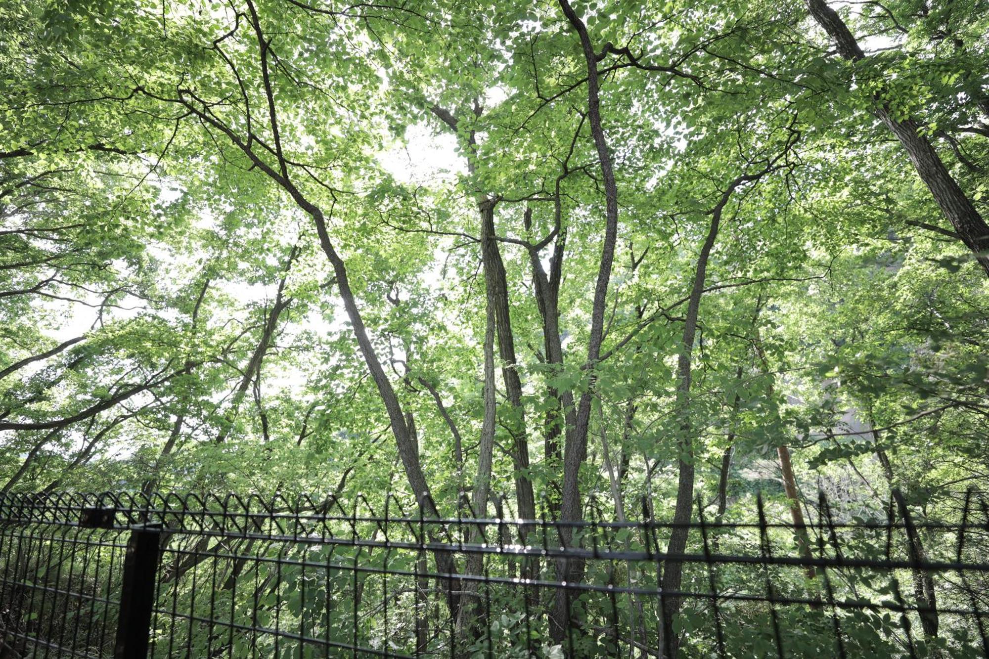 Sauna Forest Cabin 軽井沢 御代田　Mori-Asobi Oiwake Bagian luar foto